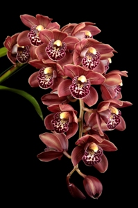 Cymbidium Nancy Miyamoto Grace AM/AOS 80 pts.